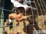 For sale Jersey bull calves