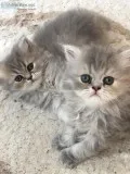Gorgeous male Persian kitten