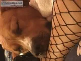 Pittbull and chow chow mix