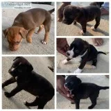 Rott and pitt mix