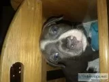 Puppy for sale