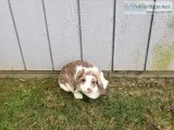 Holland Lop Rabbit
