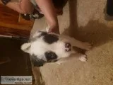 Purebred border collie pups