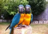 Loros de guacamayo azul azul disponible 8 meses 1 semana