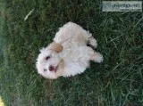 Yorkie Poo Puppy