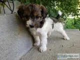 Poochie-Yorkie puppies