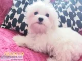 Beautiful maltese puppy purebred