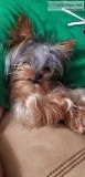 Yorkshire Terrier (Yorkie)