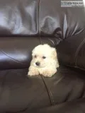 White Morkie puppy