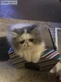 Persian kittens for sale