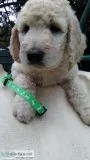 Goldendoodle f1-b