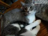 Free kittens