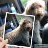 Labradoodles
