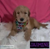 Goldendoodle Puppies