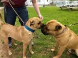 MastiffShar Pei puppies