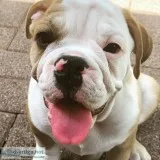 AKC Manfred English Bulldog - Purebred