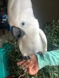Trending Umbrella Cockatoo parrots