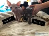 6 Canadian sphynx kittens for reservation