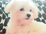 Beautiful maltese puppy purebred