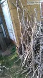 Corkscrew Willow braches