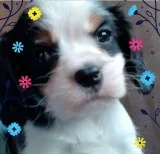 Cavalier King Charles Spaniel puppies