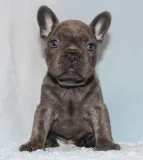AKC BlueTri Carrier French Bulldog Puppy Girl (Pixy)