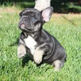 AKC BlueTan French Bulldog Puppy Girl (Oris)