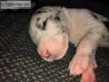 Euro AKC Great Dane Pups