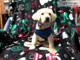 AKC  YELLOW LABRADOR RETRIEVER PUPPIES