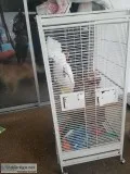 White cockatoo for sale