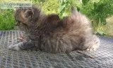 Persian kittens