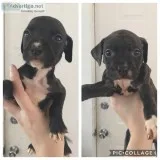 PitBull Puppies