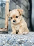 Two Shorkie pups
