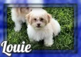 Louie Male Shih-Chon Teddy Bear