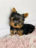 Micro Teacup Yorkie puppies 4-5 pounds fully grown