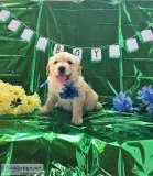 Golden Retriever Puppies