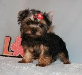 Micro Tiny Teacup Yorkie Puppy Girl (Ida)