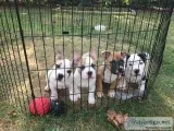 Beautiful Bullys