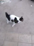 Manx cat free to a good home.