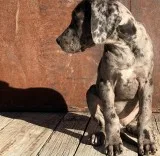 Healthy Healthy adorable and socialized Great Dane puppies fo sa