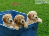 Mini Golden Doodle F1
