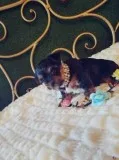 YORKIE PUPPIES