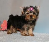 Micro Tiny Teacup Yorkie Puppy Girl (Koda)