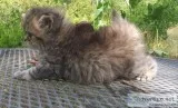 Persian kittens
