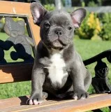 AKC BlueTri Carrier French Bulldog Puppy Boy (Moe)