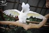 Umbrella cockatoo