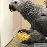 African Grey parrots for re-homing