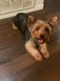 Male Yorkie 1 year old for re homing