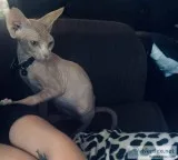 Sphynx kitten