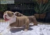 Beautiful English bulldog puppies